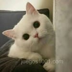 Avatar de Gustavo Salazar